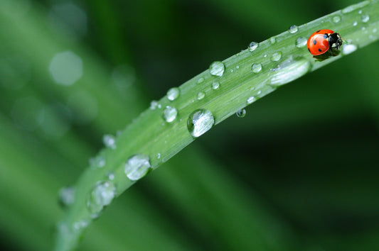 Zin in de lente!