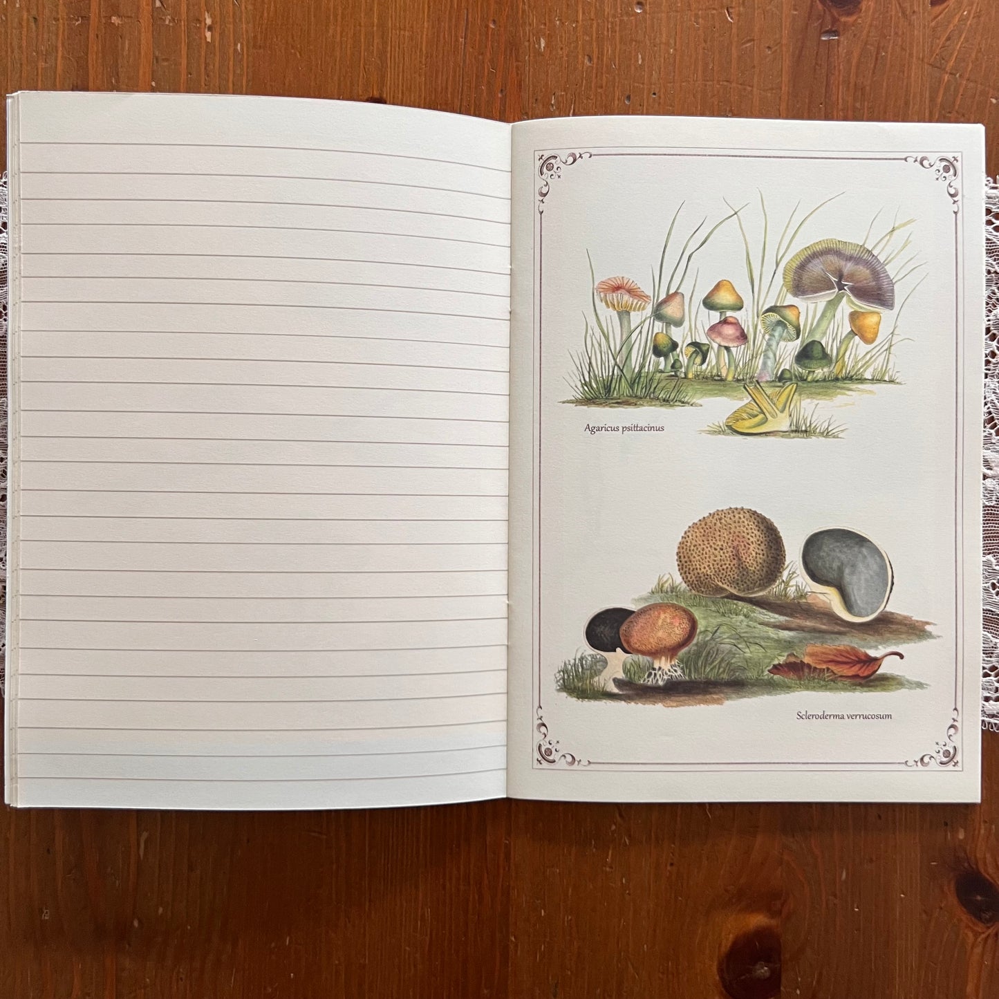 Geïllustreerd notitieboekje Champignons - Gwenaëlle Trolez Créations