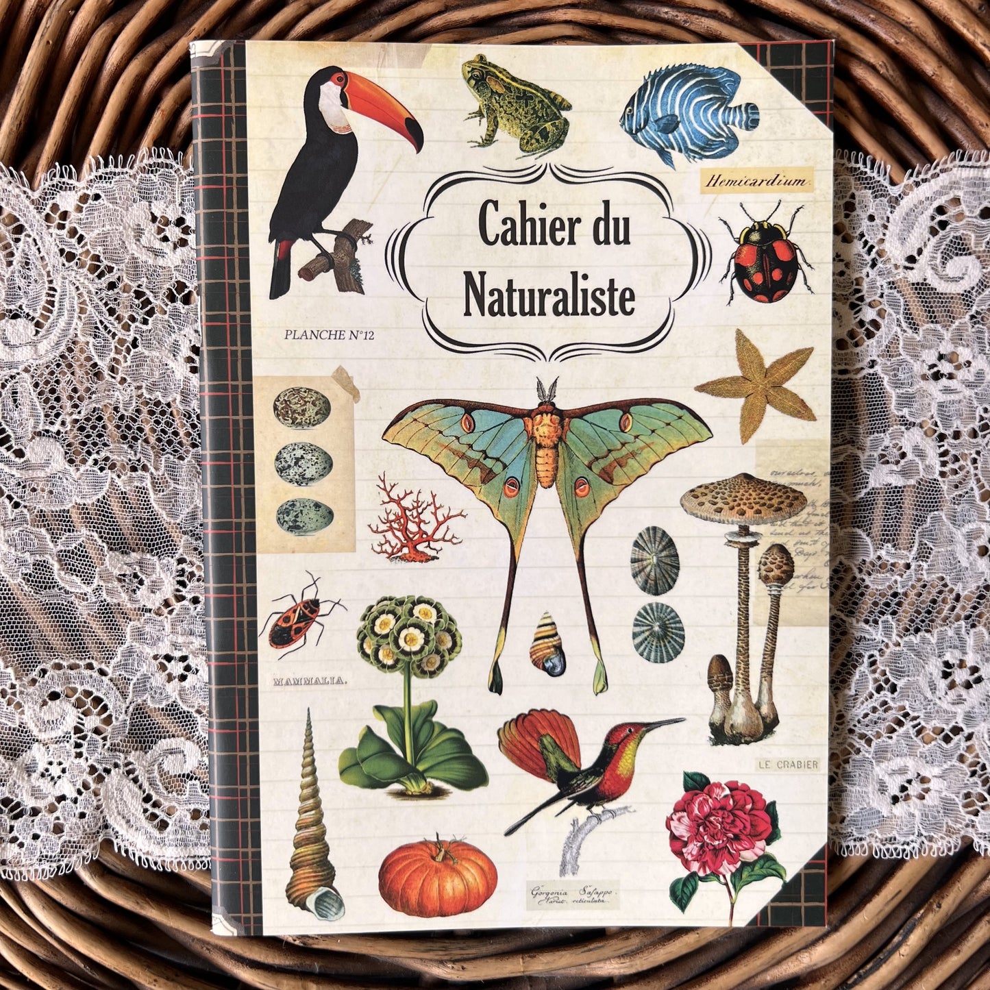 Geïllustreerd notitieboekje Naturaliste - Gwenaëlle Trolez Créations