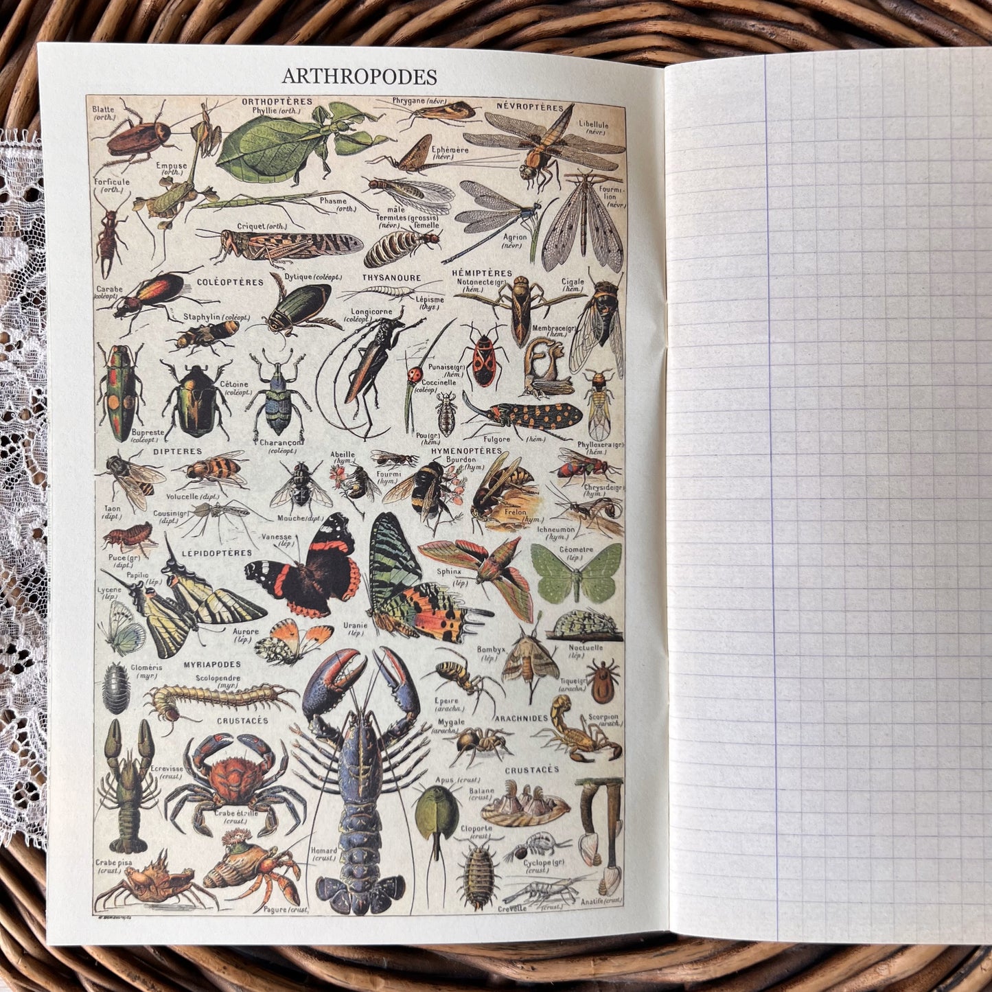 Geïllustreerd notitieboekje Naturaliste - Gwenaëlle Trolez Créations