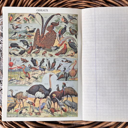 Geïllustreerd notitieboekje Naturaliste - Gwenaëlle Trolez Créations