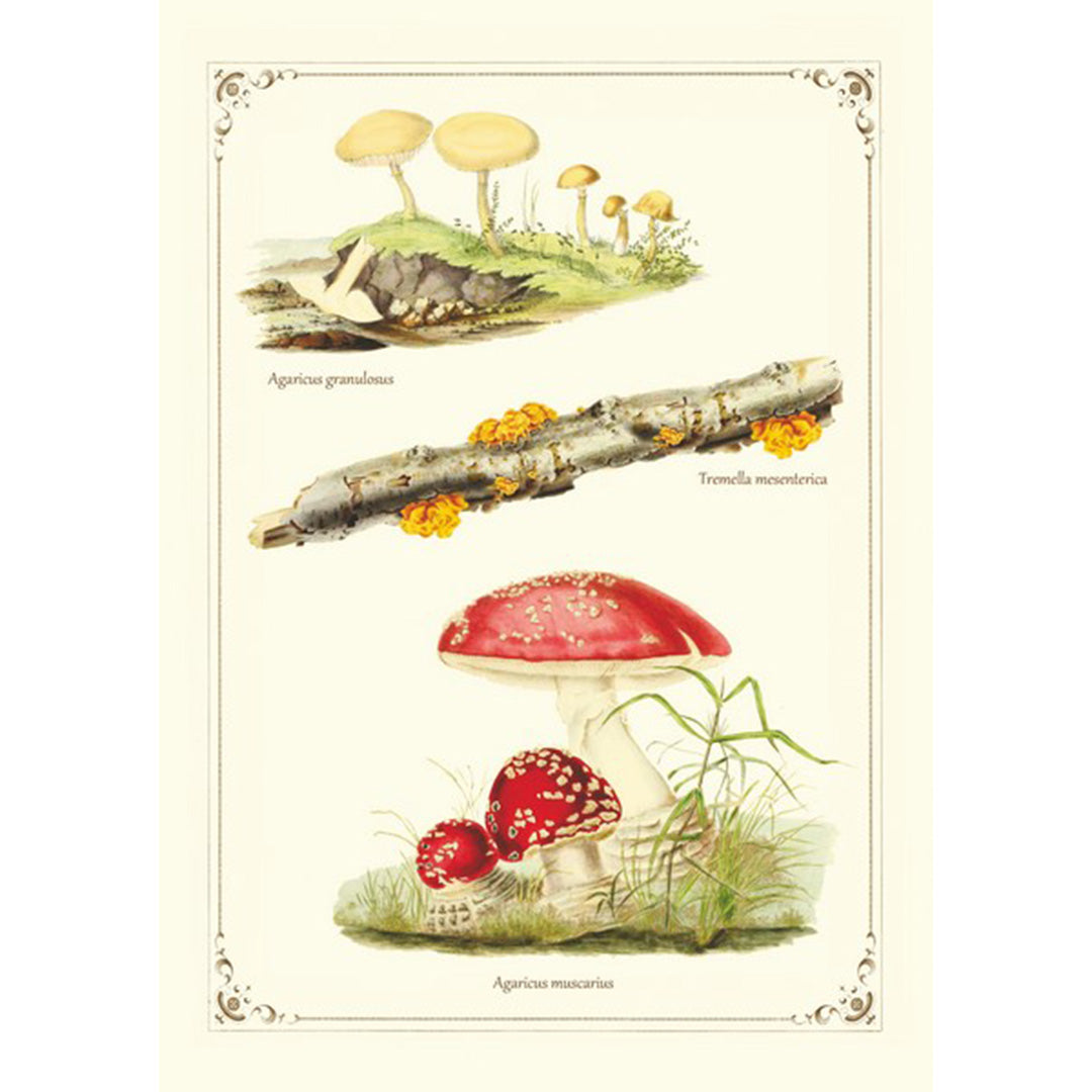 Geïllustreerd notitieboekje Champignons - Gwenaëlle Trolez Créations