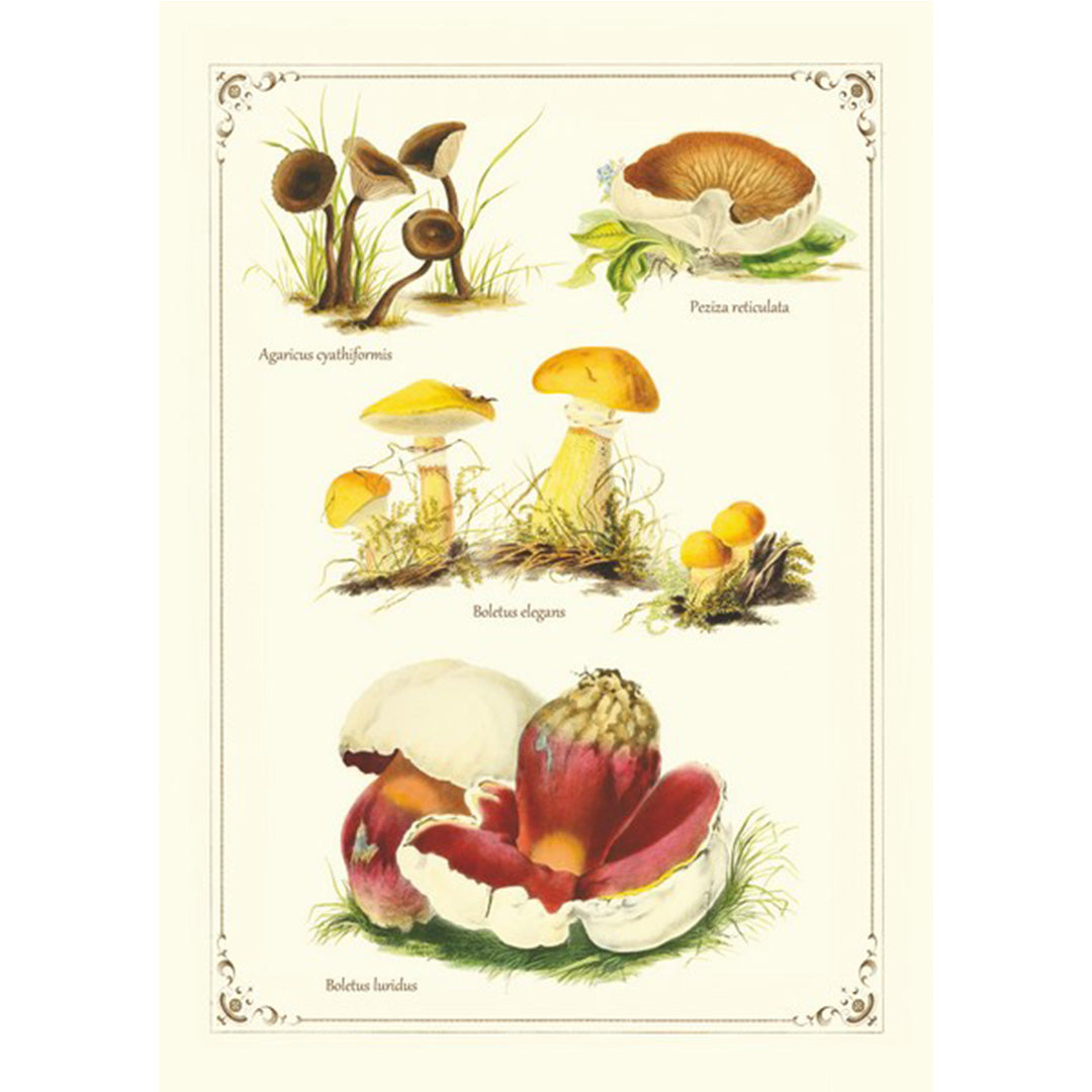 Geïllustreerd notitieboekje Champignons - Gwenaëlle Trolez Créations
