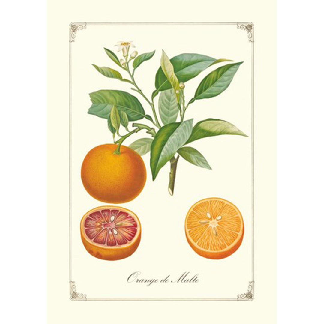 Geïllustreerd notitieboekje les Fruits - Gwenaëlle Trolez Créations