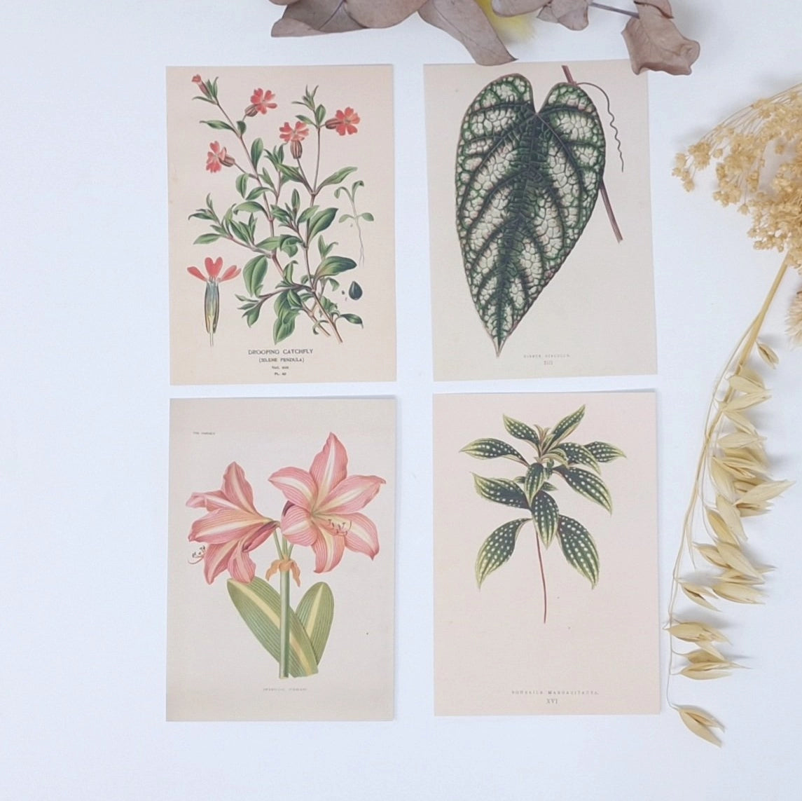 Ephemera papier Botanicals 1 - Plan & Plot Studio