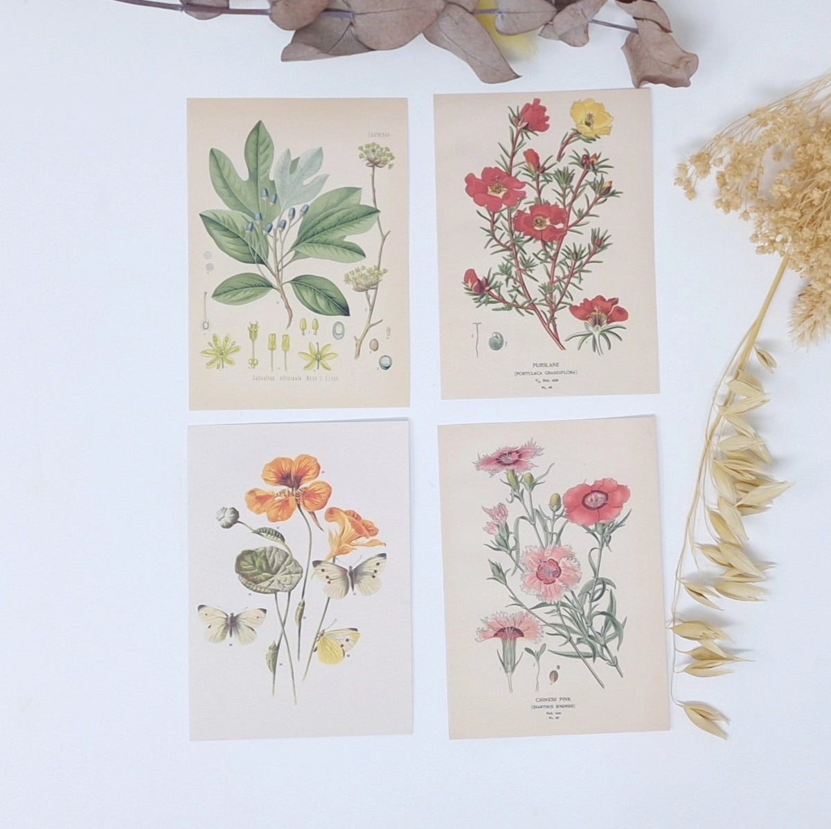 Ephemera papier Botanicals 1 - Plan & Plot Studio