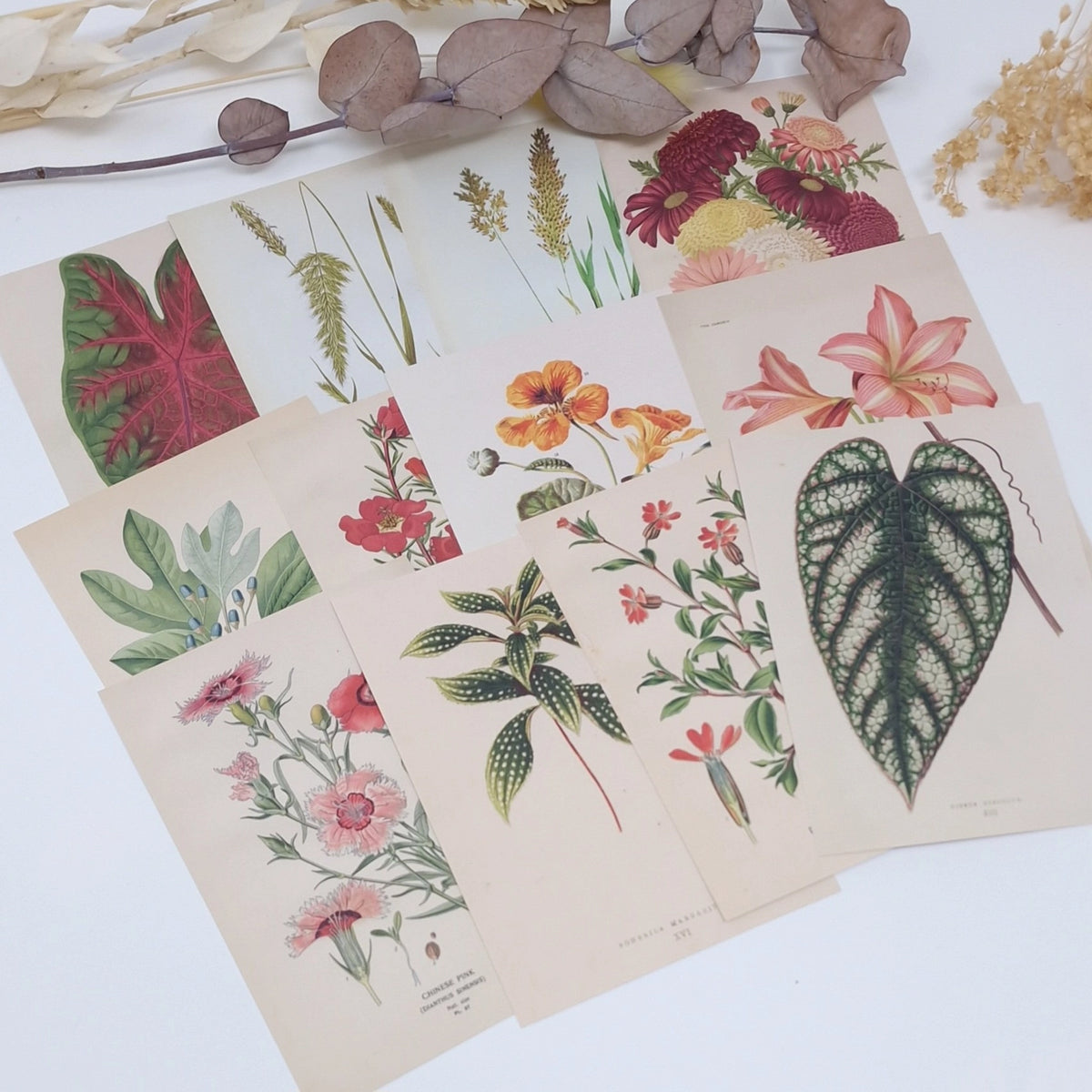 Ephemera papier Botanicals 1 - Plan & Plot Studio