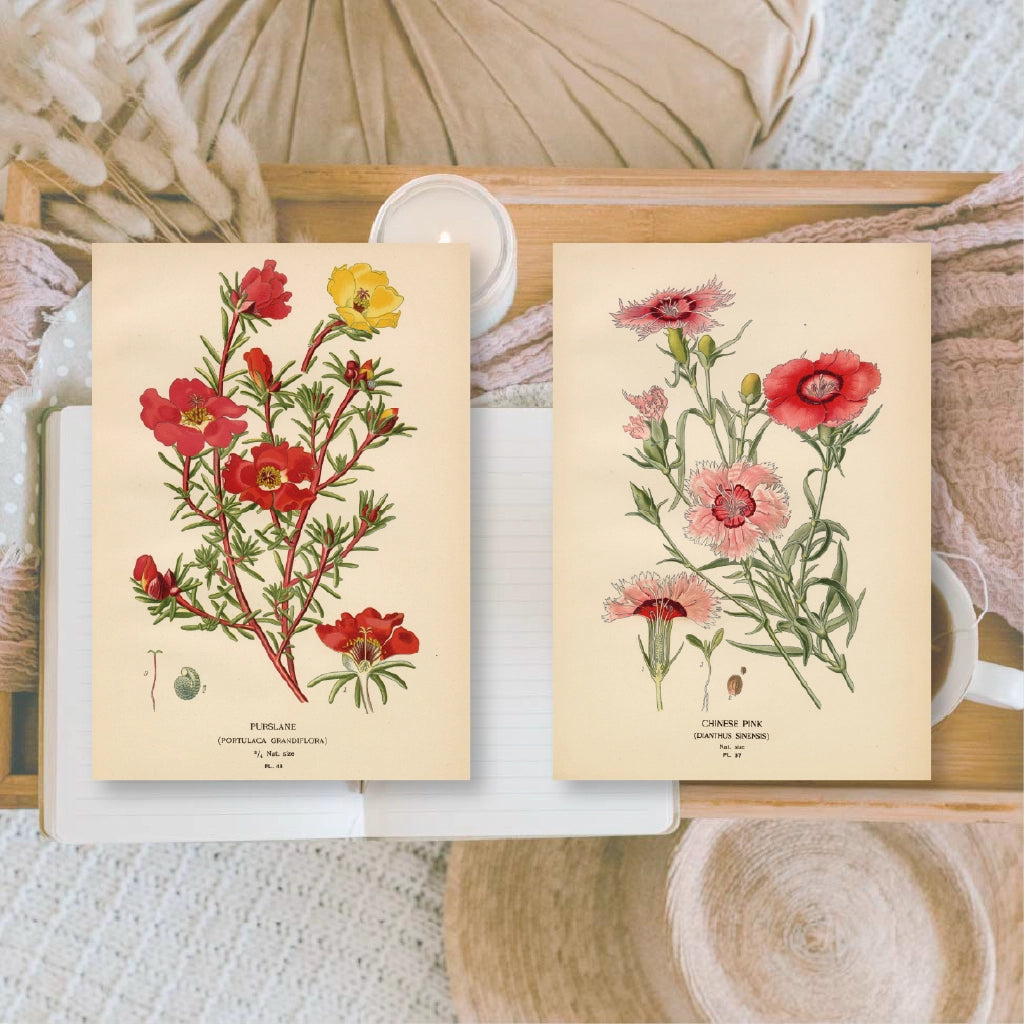 Ephemera papier Botanicals 1 - Plan & Plot Studio