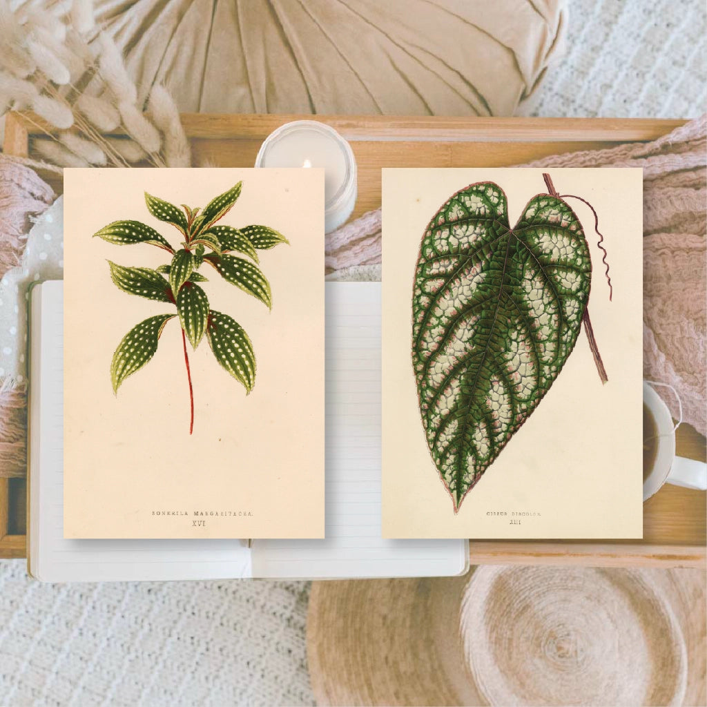 Ephemera papier Botanicals 1 - Plan & Plot Studio