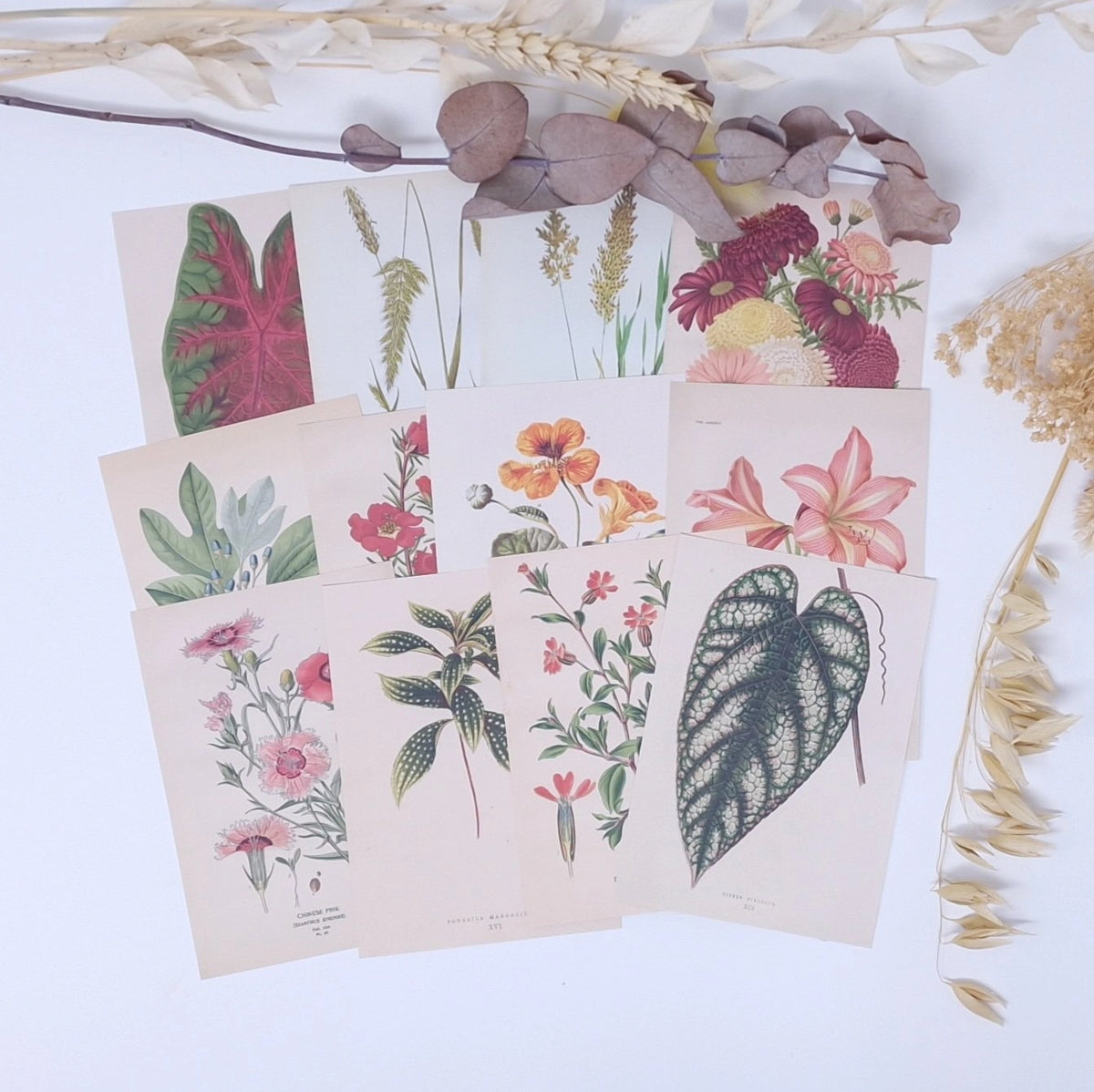 Ephemera papier Botanicals 1 - Plan & Plot Studio