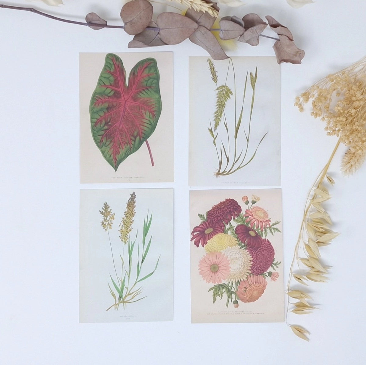 Ephemera papier Botanicals 1 - Plan & Plot Studio