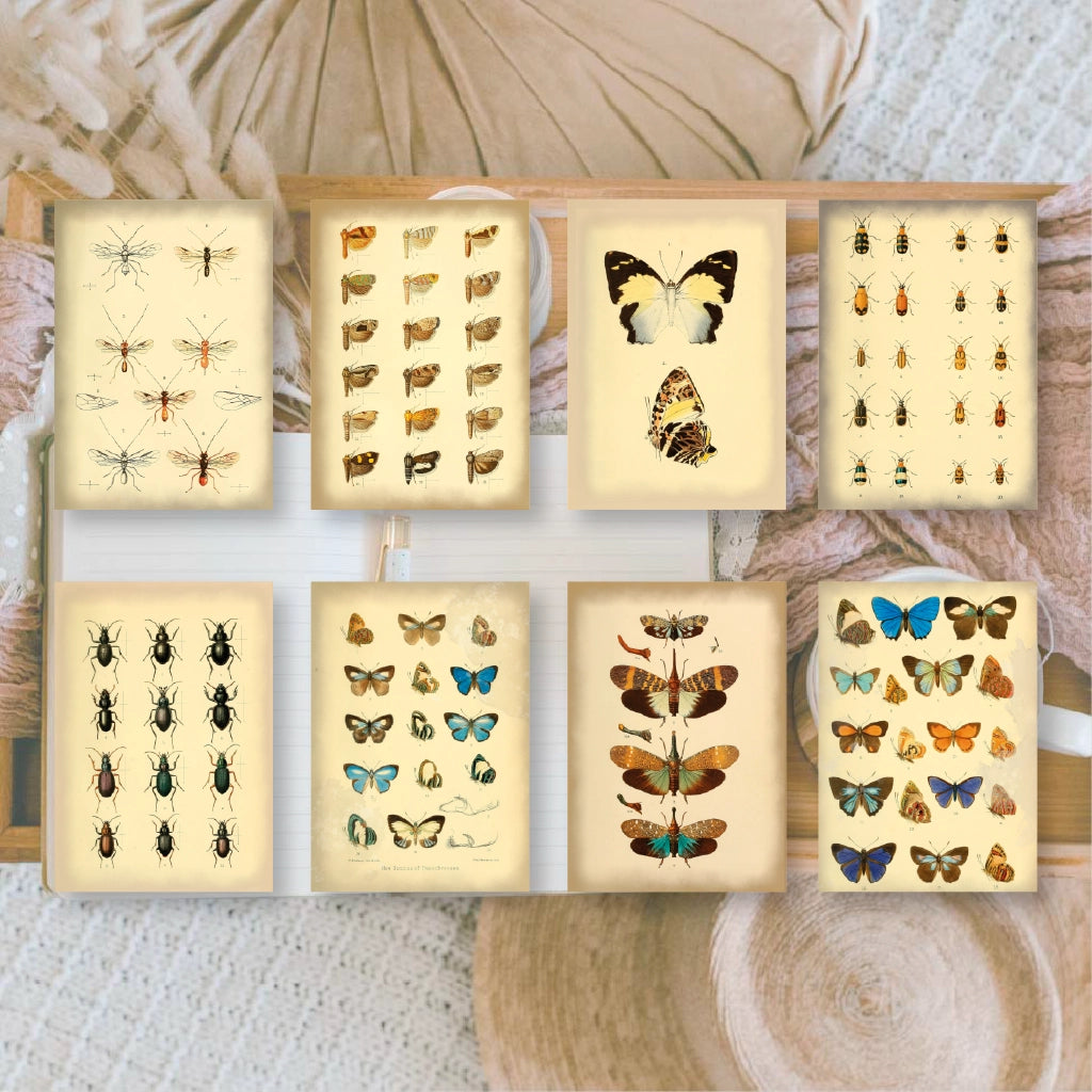 Ephemera papier Vintage Insects - Plan & Plot Studio