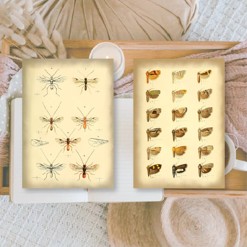 Ephemera papier Vintage Insects - Plan & Plot Studio