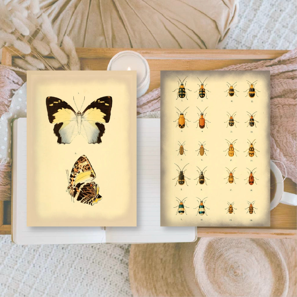 Ephemera papier Vintage Insects - Plan & Plot Studio