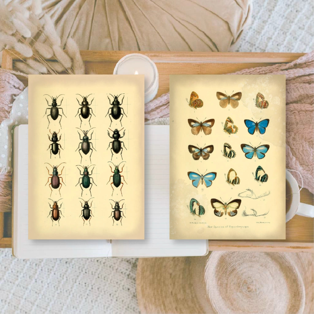 Ephemera papier Vintage Insects - Plan & Plot Studio