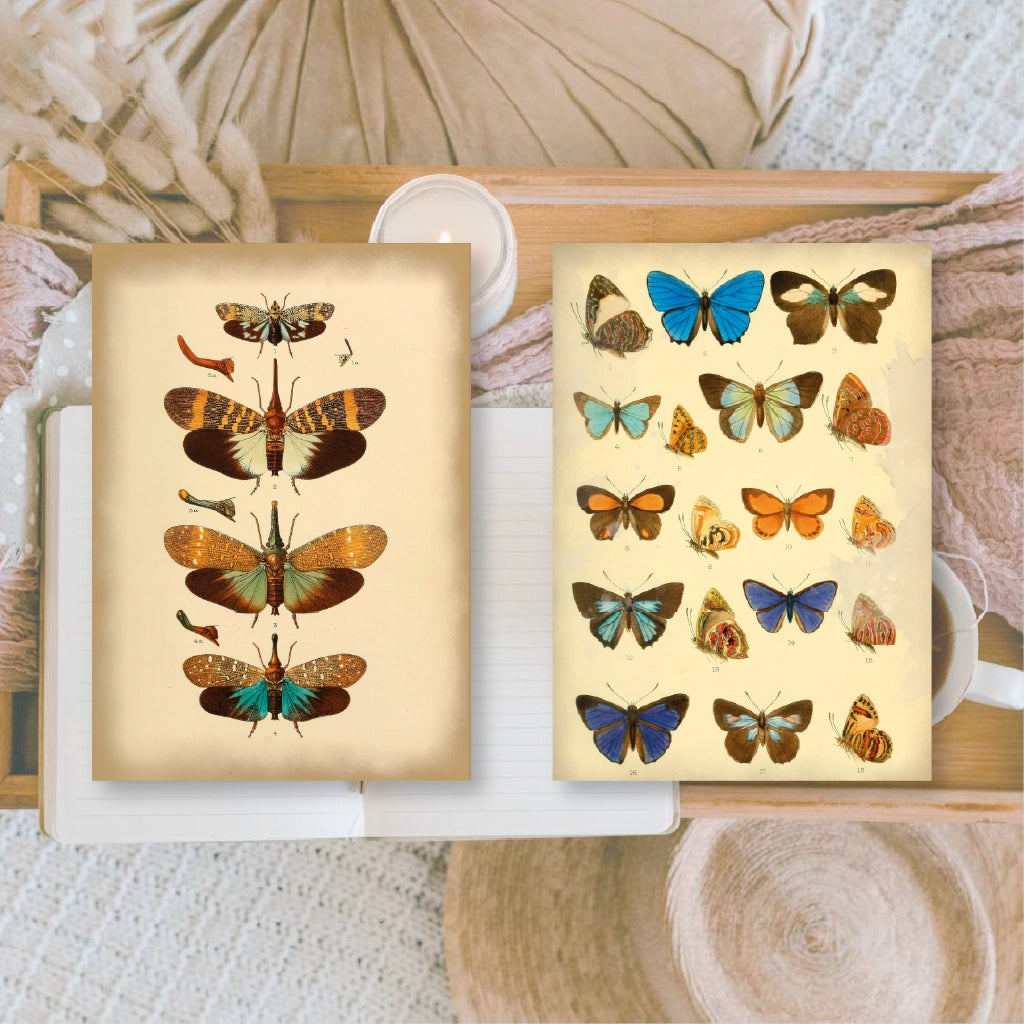 Ephemera papier Vintage Insects - Plan & Plot Studio