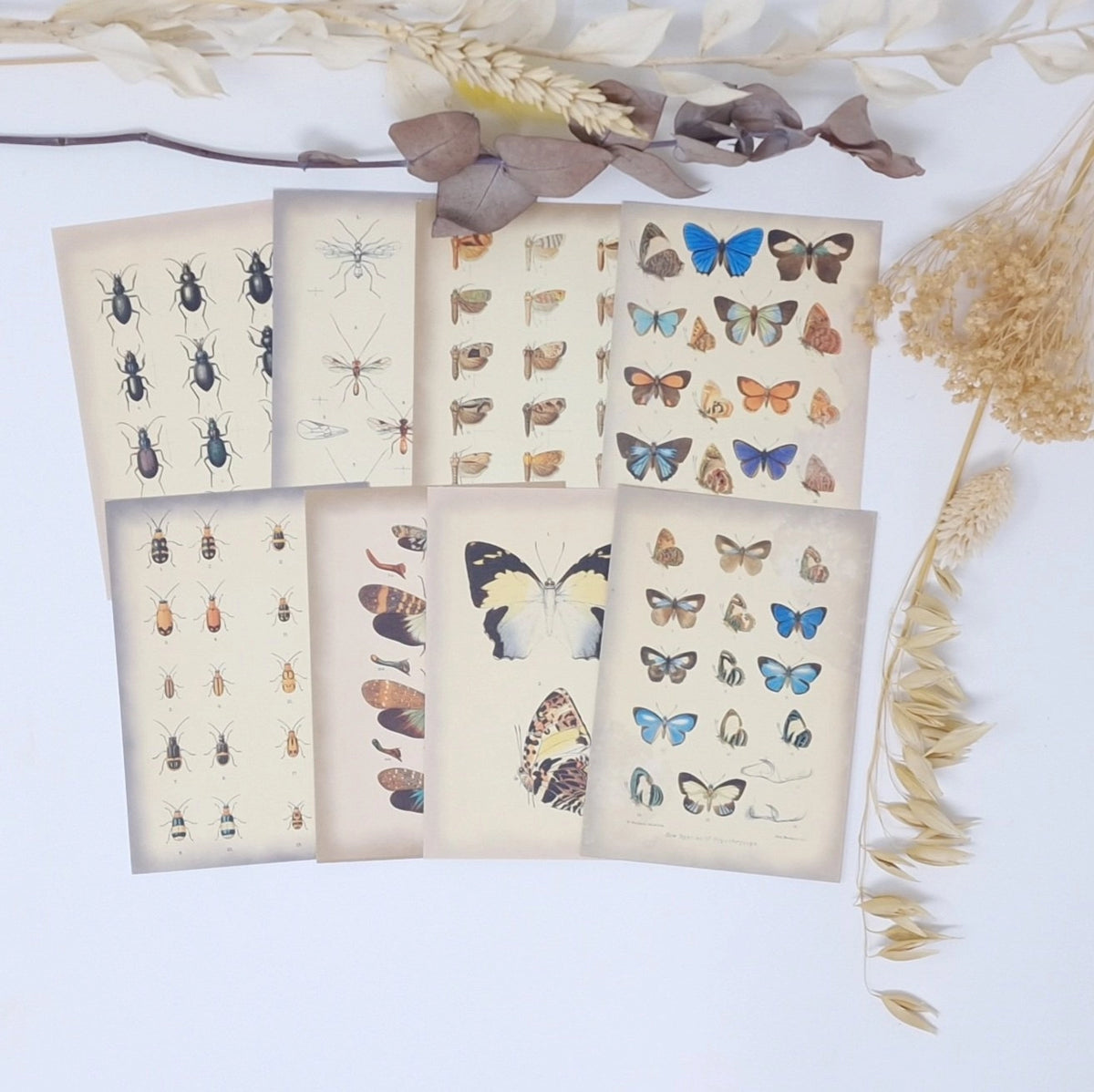 Ephemera papier Vintage Insects - Plan & Plot Studio