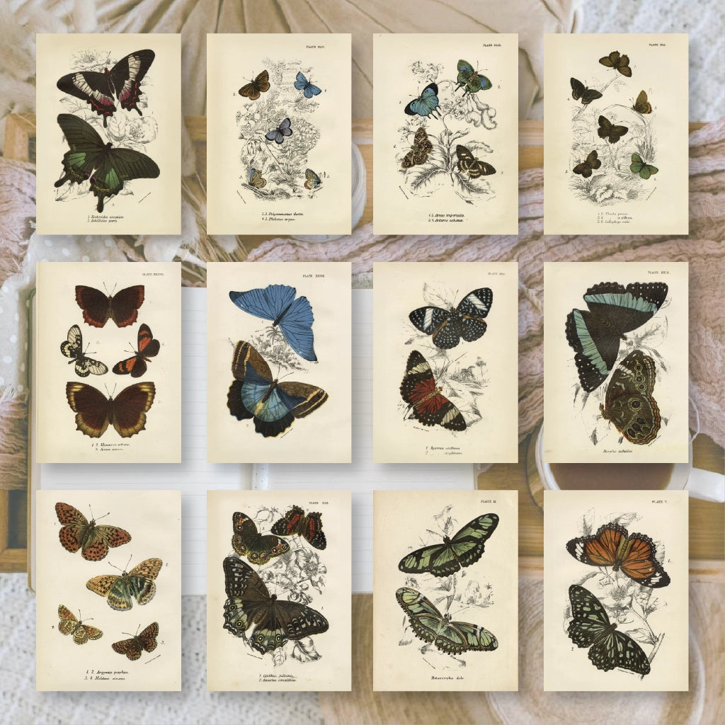Ephemera papier Butterflies - Plan & Plot Studio