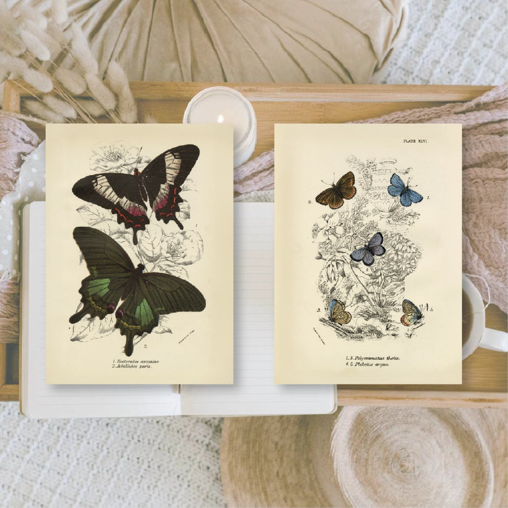 Ephemera papier Butterflies - Plan & Plot Studio
