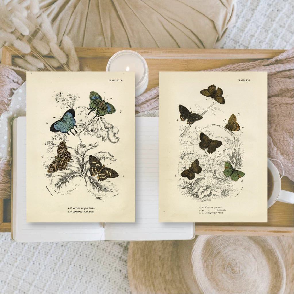 Ephemera papier Butterflies - Plan & Plot Studio