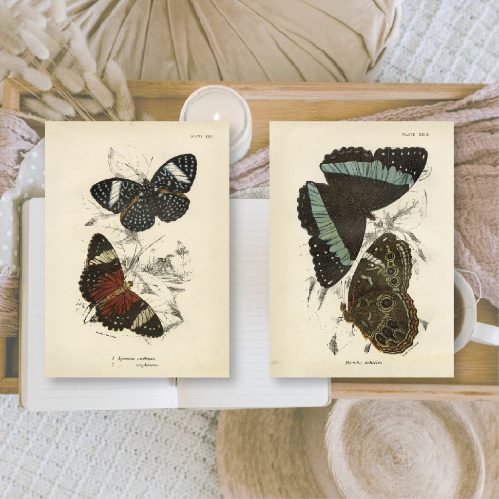 Ephemera papier Butterflies - Plan & Plot Studio