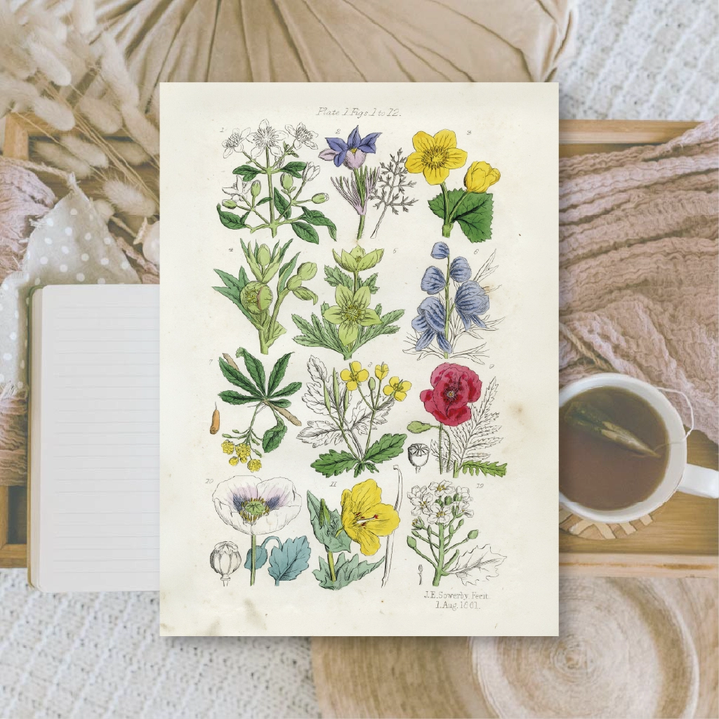 Ephemera papier Botanicals II - Plan & Plot Studio
