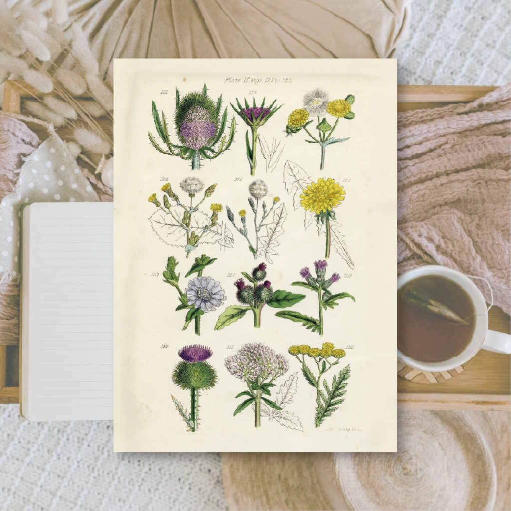 Ephemera papier Botanicals II - Plan & Plot Studio
