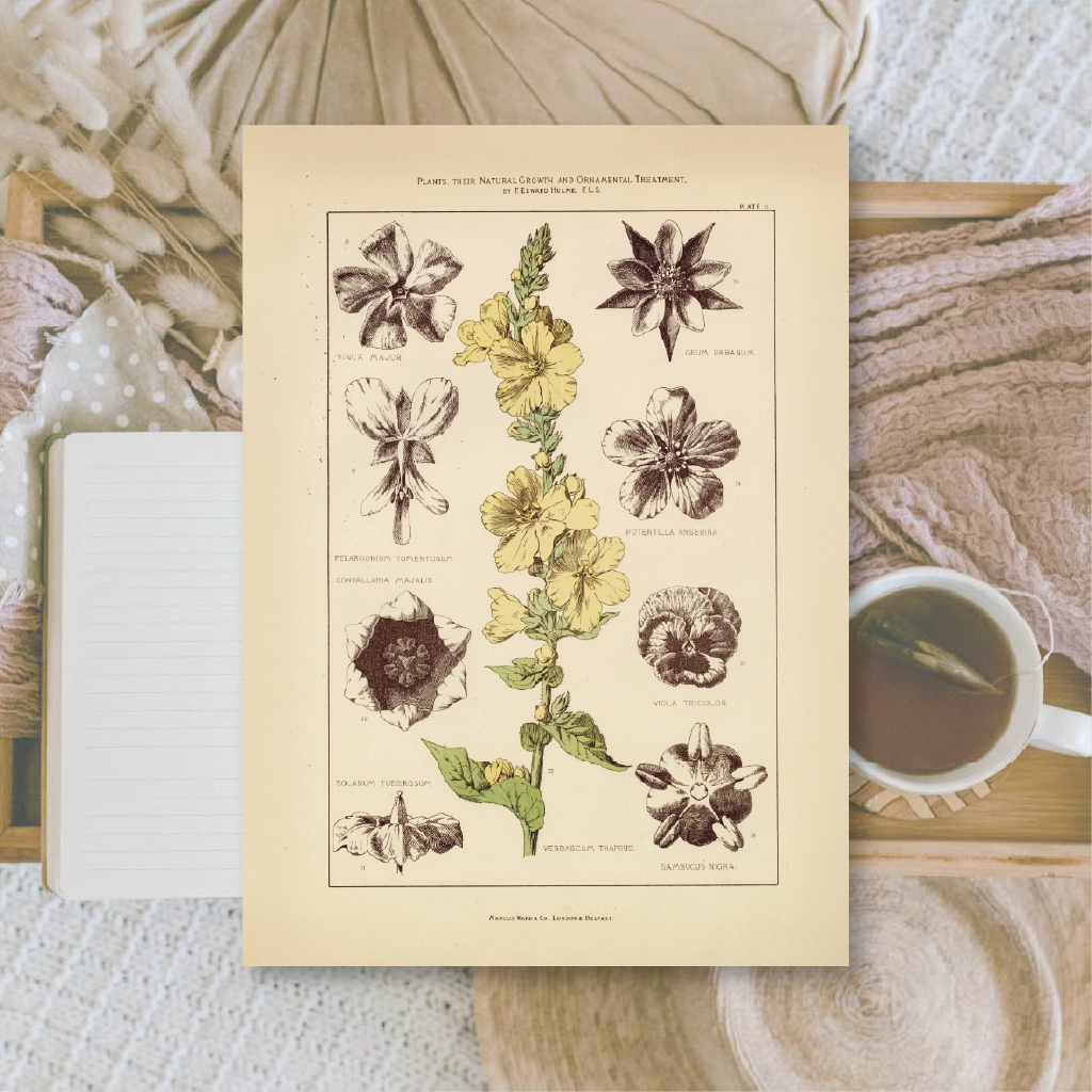 Ephemera papier Botanicals II - Plan & Plot Studio