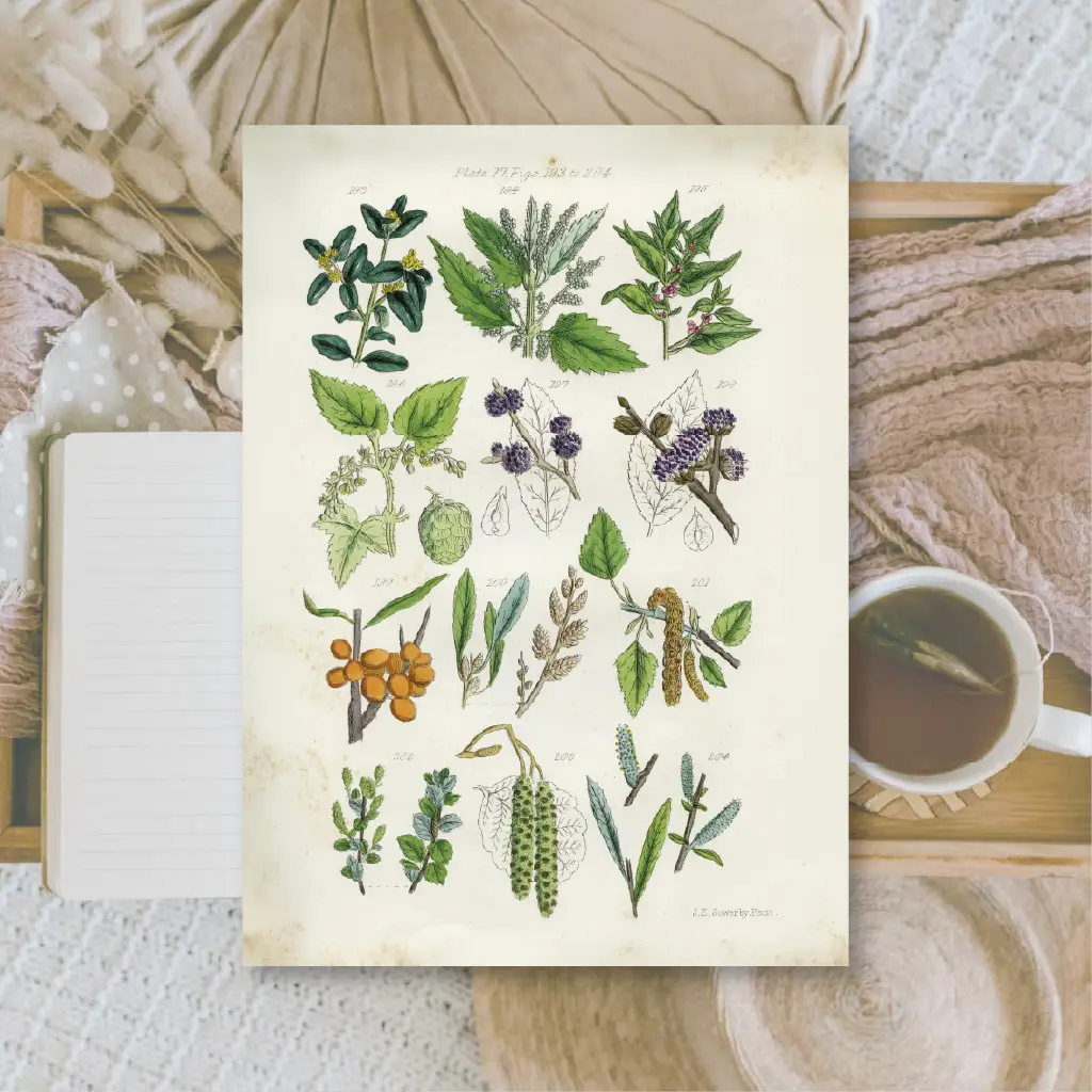Ephemera papier Botanicals II - Plan & Plot Studio