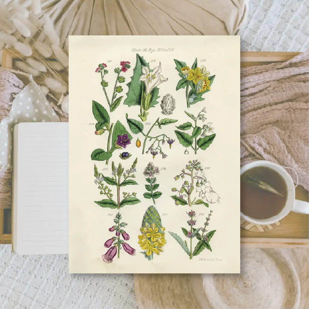 Ephemera papier Botanicals II - Plan & Plot Studio