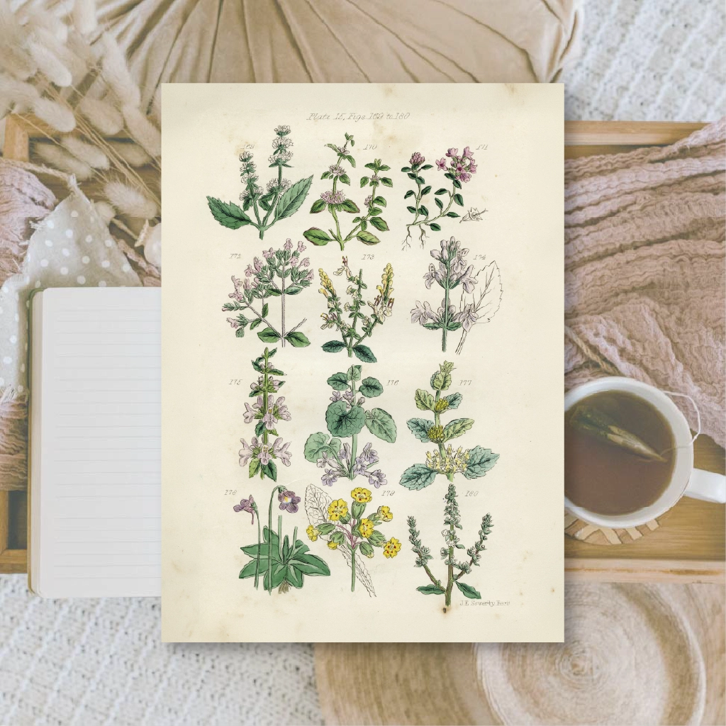 Ephemera papier Botanicals II - Plan & Plot Studio
