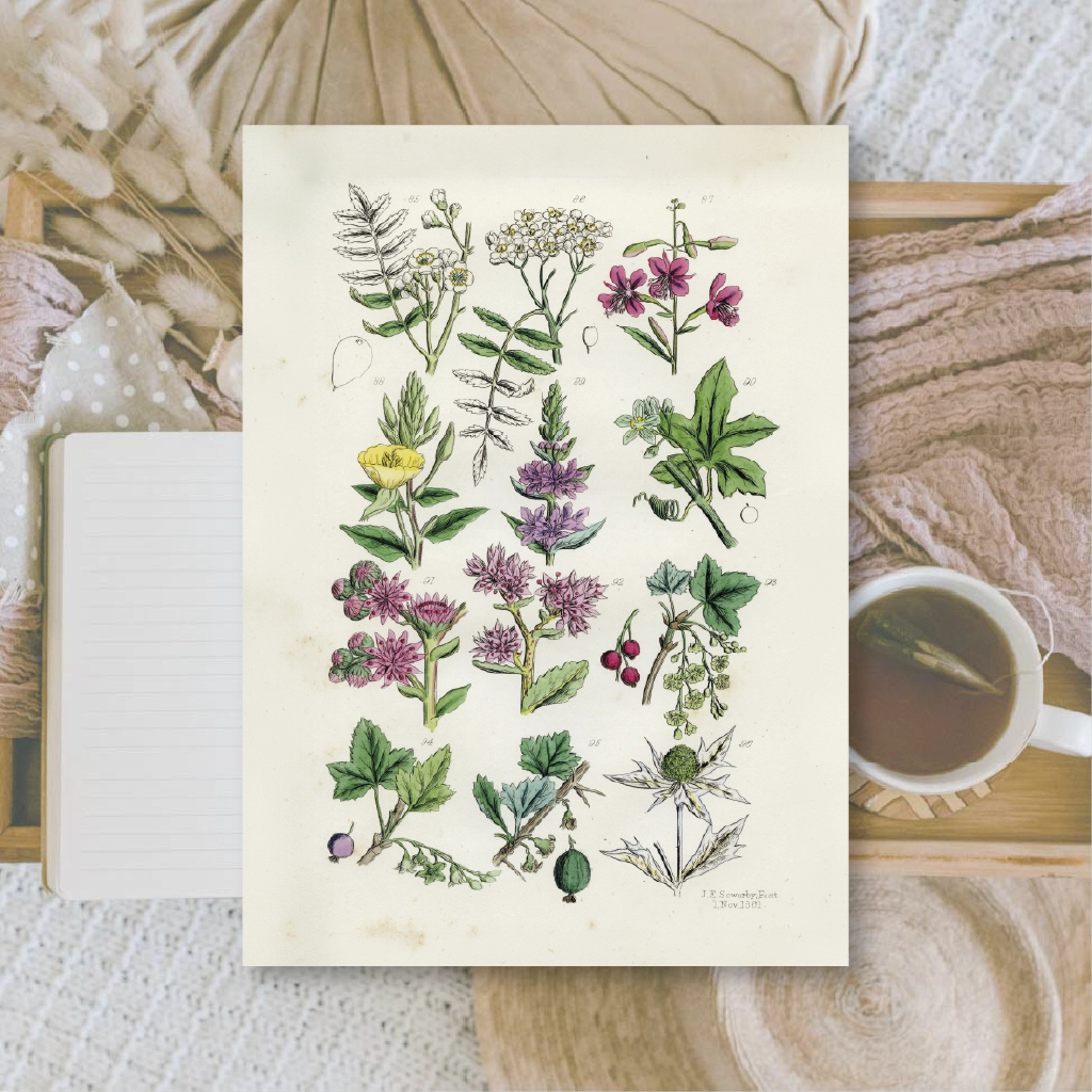 Ephemera papier Botanicals II - Plan & Plot Studio