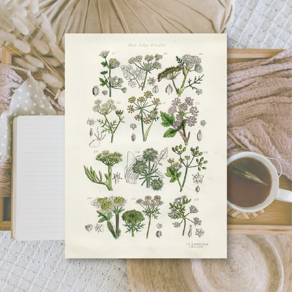 Ephemera papier Botanicals II - Plan & Plot Studio