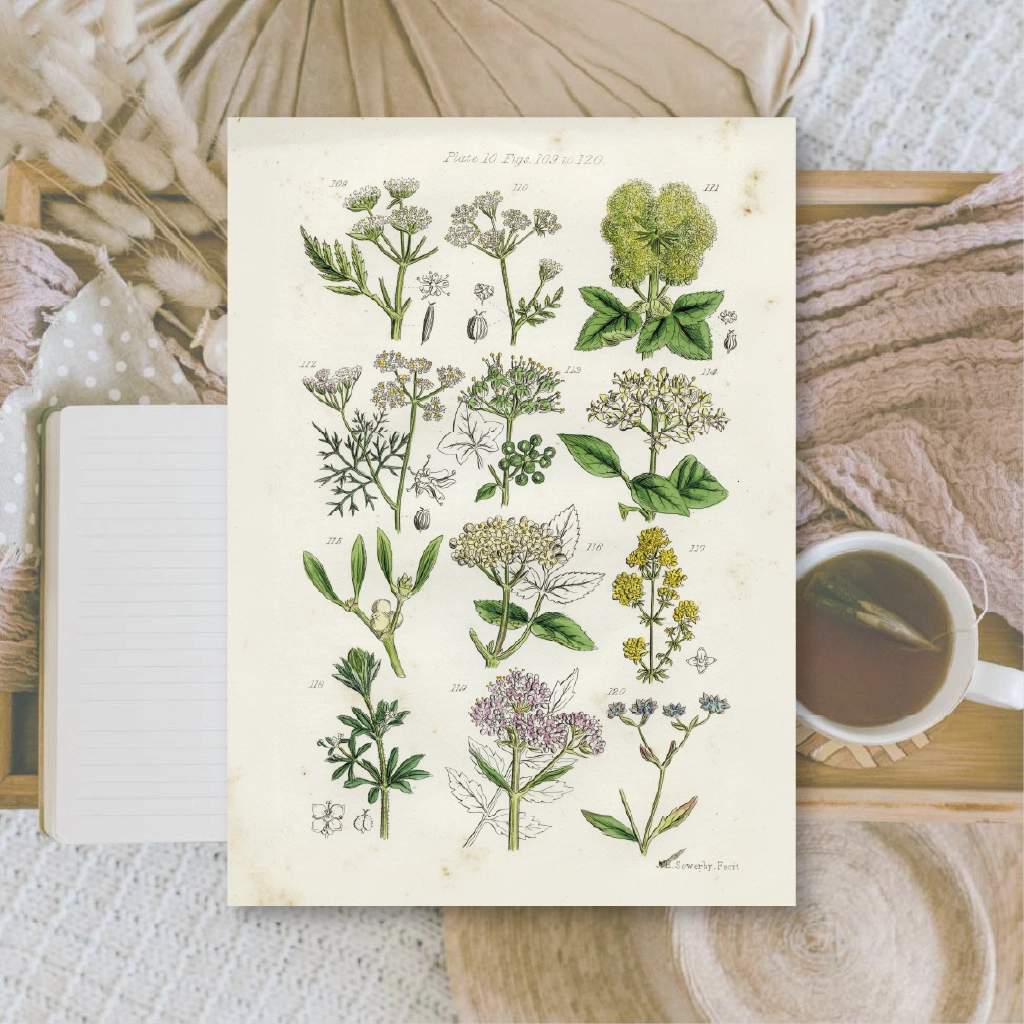 Ephemera papier Botanicals II - Plan & Plot Studio