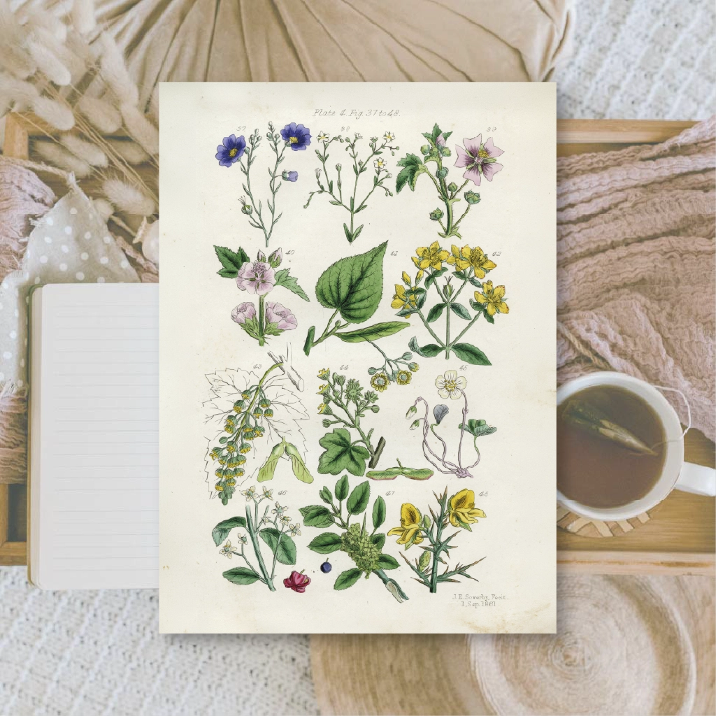 Ephemera papier Botanicals II - Plan & Plot Studio